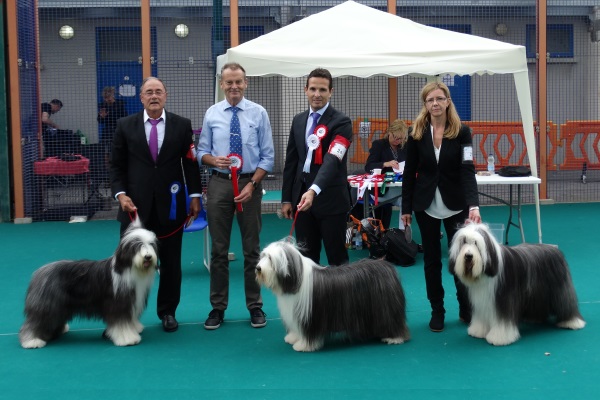 IRBOAS Bearded Collie