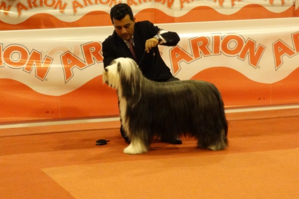 Minerva de IRBOAS. EXC 1 CAC CACIB, Clase Abierta Hembras. 3º MR.