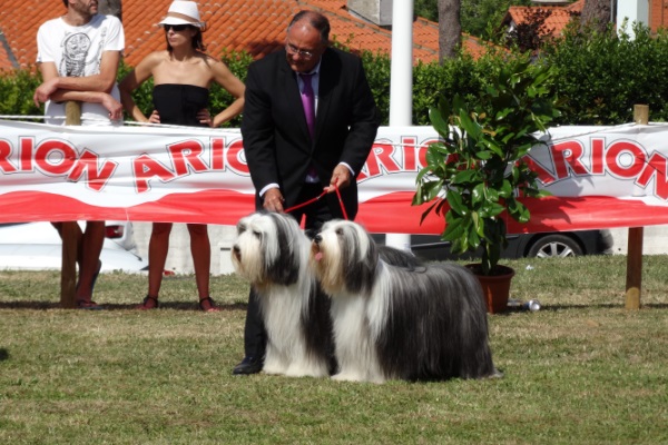 Apolo y África de IRBOAS