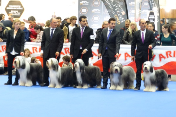 IRBOAS  Bearded Collie 